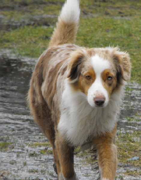 Bagheera de la Vallée de l'Hyrome