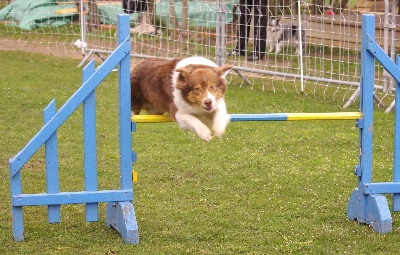 Babushka's Dream - Début des concours d'agility