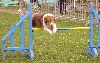  - Début des concours d'agility