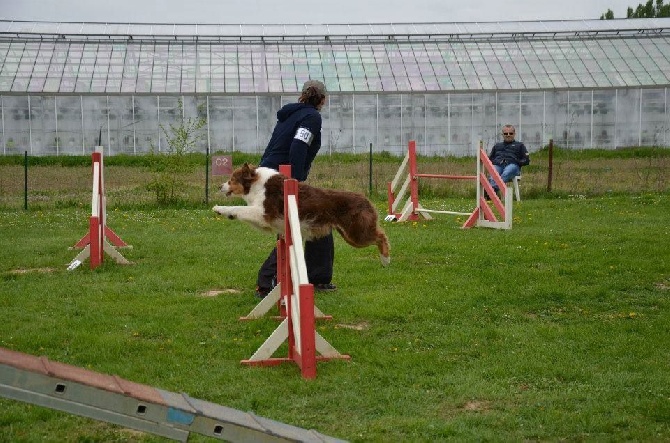 Babushka's Dream - Saison d'agility