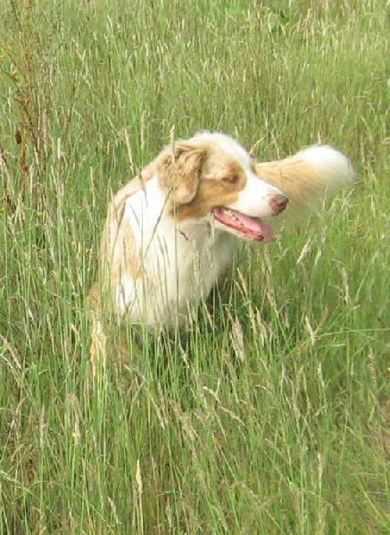 Bagheera de la Vallée de l'Hyrome