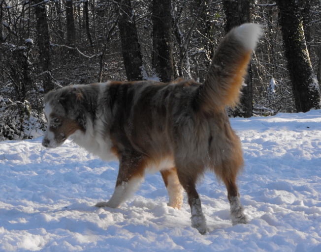 Bagheera de la Vallée de l'Hyrome