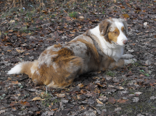 Bagheera de la Vallée de l'Hyrome