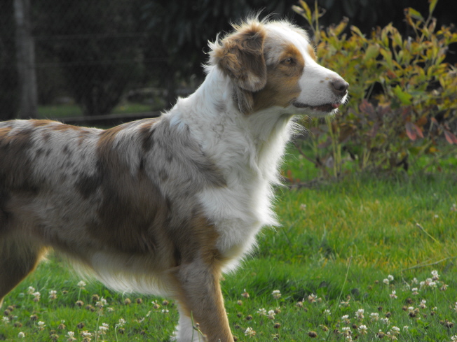 Bagheera de la Vallée de l'Hyrome